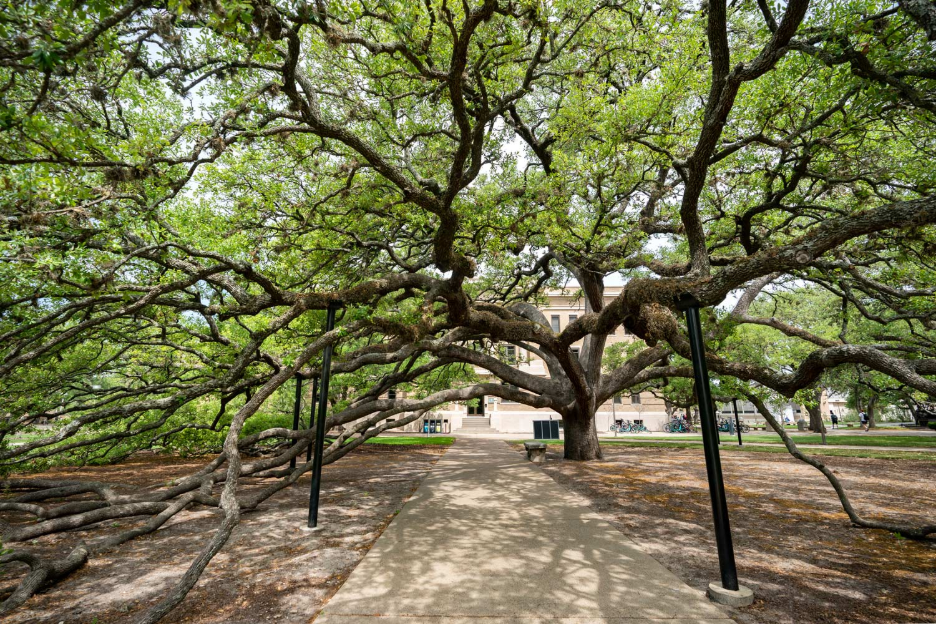 Century Tree on campus at Texas A&M.
